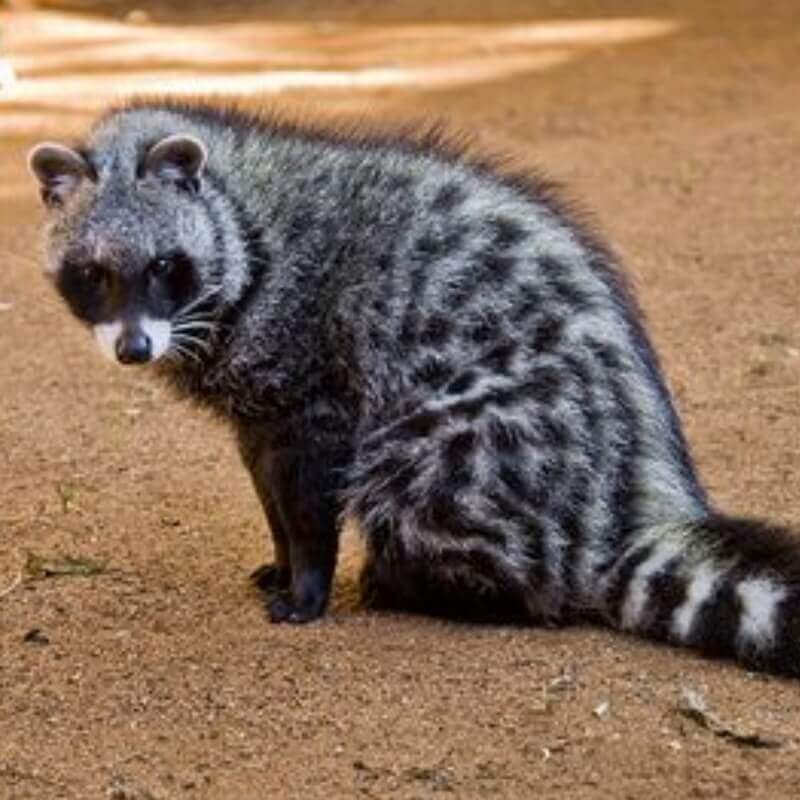 Малая цивета 5 букв. African civet. Zoologist civet. Zoologist Perfumes civet.