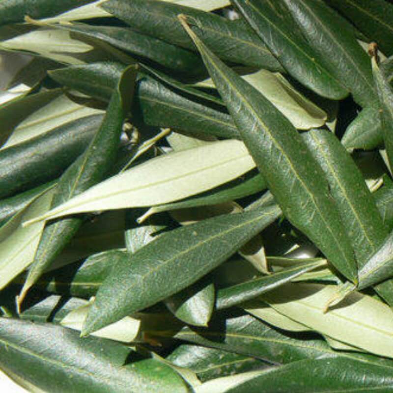 Китайские оливковые листья. Лавровый лист оливковое масло