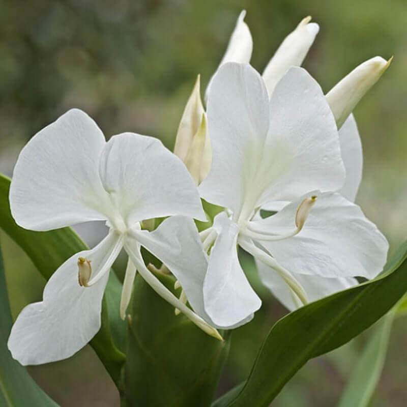 Ginger lily