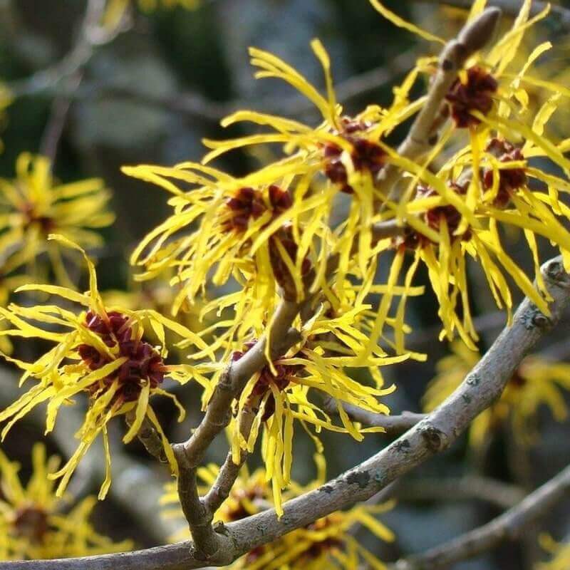 Witch Hazel Perfumes Savour Experience Perfumes