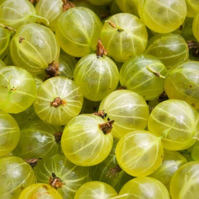 Gooseberry Perfumes | Savour Experience Perfumes