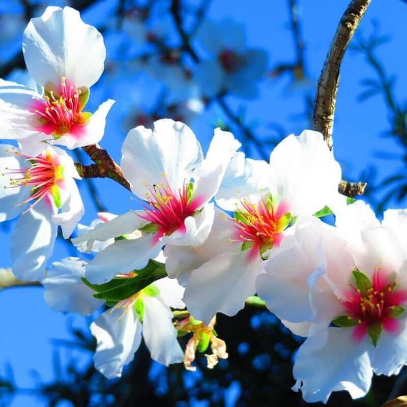 Almond blossom. Almond Bloson. Blossoming Almond. Almond Blossom White Barn. Цветы миндаля на белом фоне.