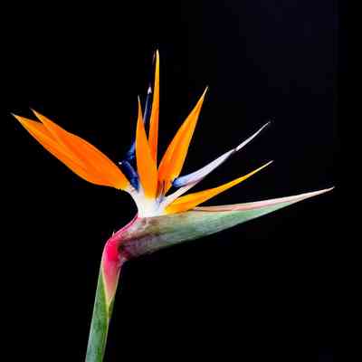 Bird of Paradise Flower Perfumes | Savour Experience Perfumes