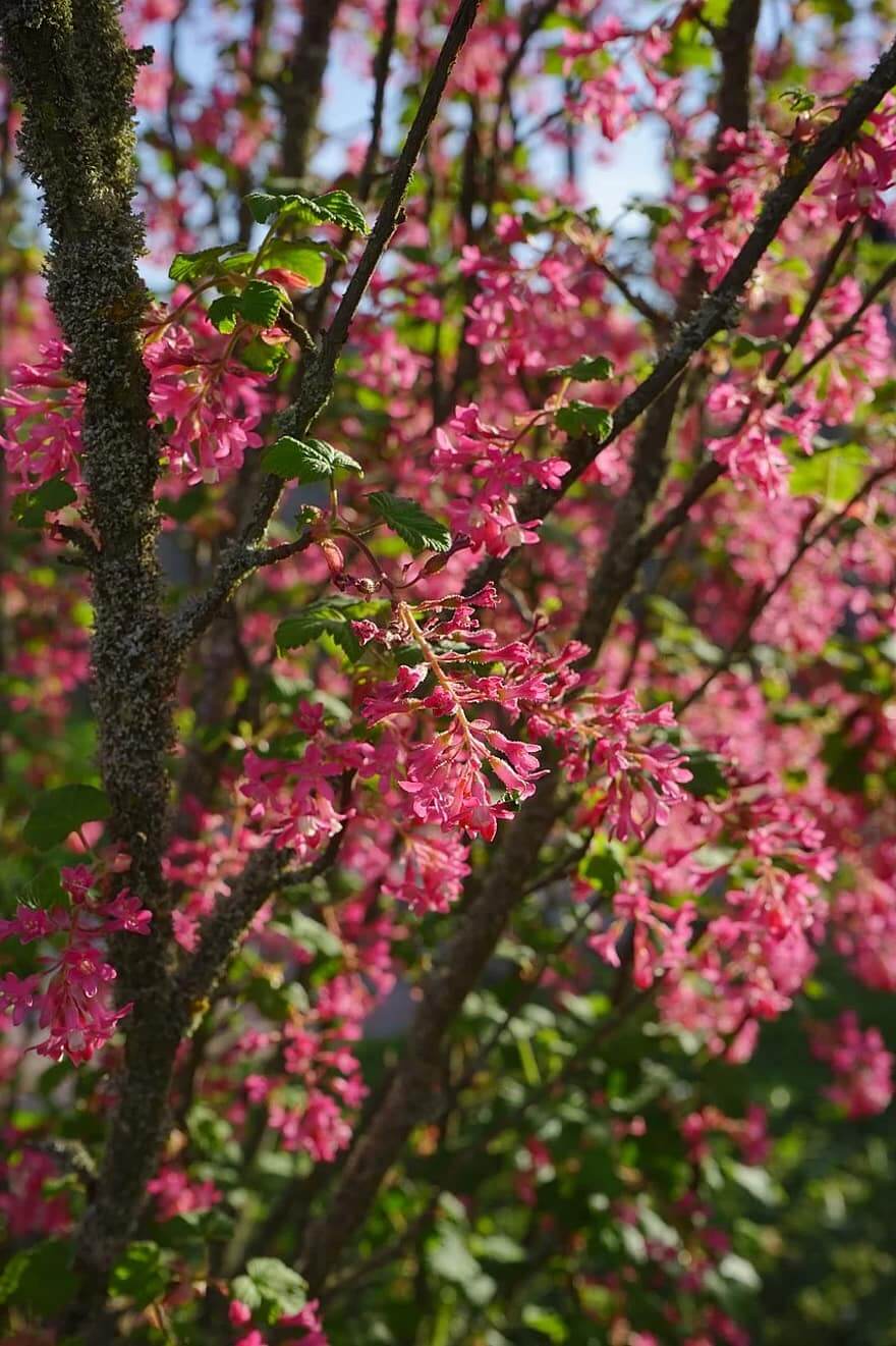 Red currant blossom Perfumes | Savour Experience Perfumes