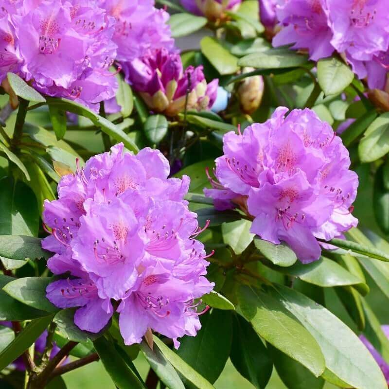 Rhododendron Perfumes | Savour Experience Perfumes