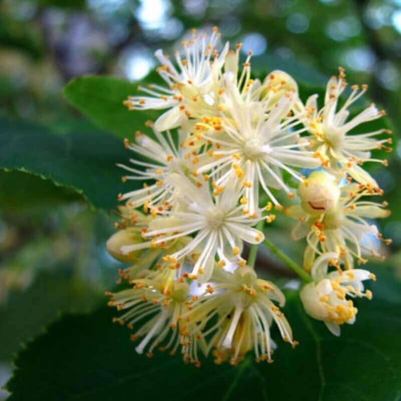 Lime blossom. Липа цветки.