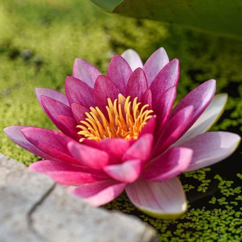 Water lily Perfumes | Savour Experience Perfumes