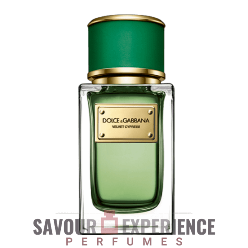 Dolce & Gabbana Velvet Cypress Image